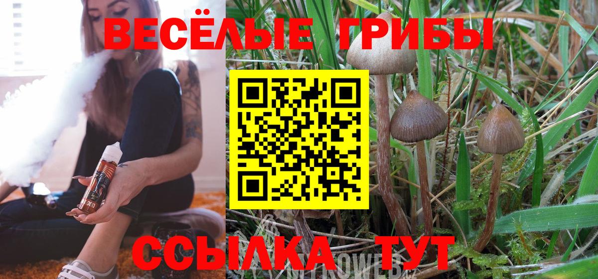 Черногорск  Галлюциногенные грибы Psilocybe  Вход с VPN 